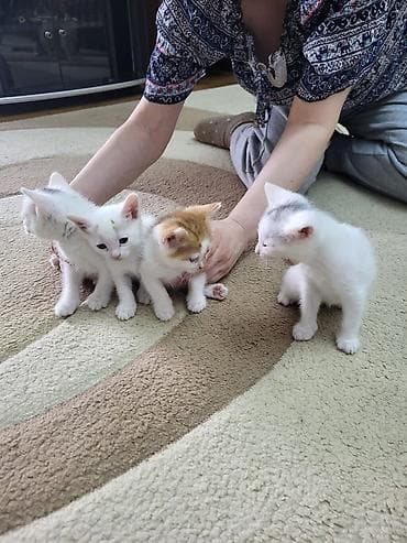 mal qara qusar: Ищем для котят заботливые руки — 2