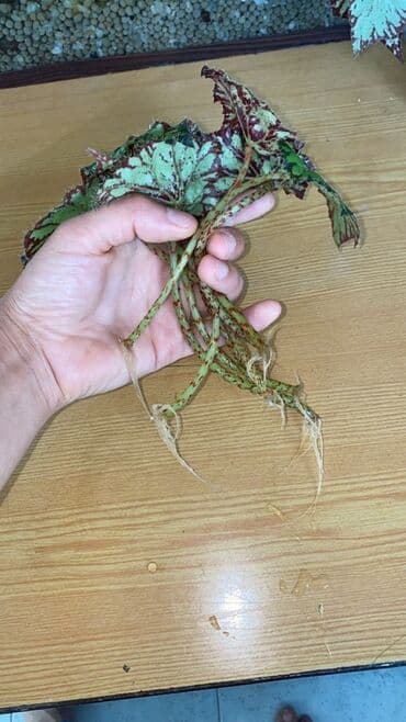 diffenbaxiya gülü haqqında məlumat: Bu begoniya bitkisi yaşıl və tünd yaşıl ləkələrlə bəzədilmiş geniş — 5