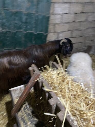 2 yaş yarimliq heleb tekesi satilir tam aktiv heyvandi unvan Mehdiabad