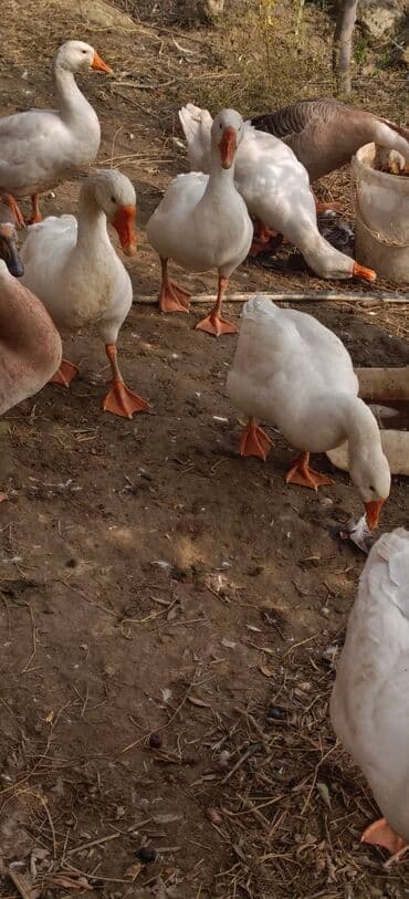 ördək balası satışı: Ağ qazlar – kənd təsərrüfatı və həyət üçün. - Növ: Ağ qaz (yerli — 1