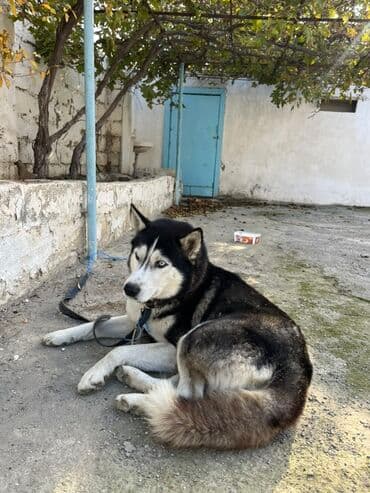 it adlari erkek azeri: Xaski — 3