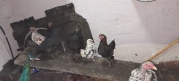 Коровы, быки: 1 heyreti 2 avstrob 5 yaponka 1 ededde tovuz qusu . Saxlamaga yerim — 4