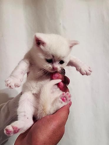 britanski pişik: Şotland yastı qulaq, Erkək, Dişi, Yaxşı əllərə, Pulsuz çatdırılma, Ödənişli çatdırılma, Rayonlara çatdırılma — 5