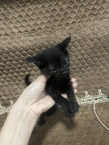 pisik aliram: Yaxşı əllərə — 6