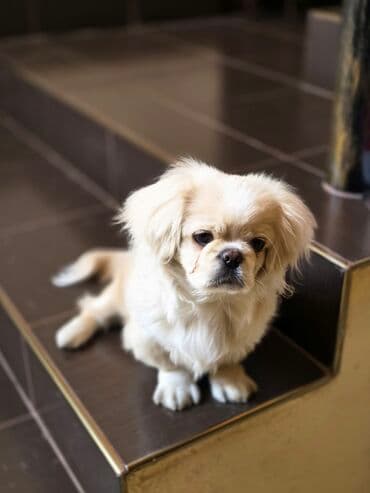 3D panellər: Pekines, 5 ay, Erkek — 3