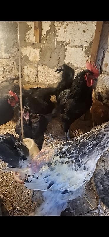 lalafo. az qoyunlarin satisi: Temiz avstrolop beceleri satilir 8 9 ayliq heyvanardi yerim dardi — 1