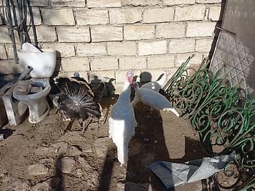 babil quşu: Erkək, Damazlıq — 1