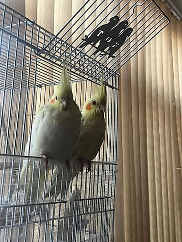 hollanda lop: Nymph paraketləri (Cockatiel) – 2 ədəd - Növ: Nymphicus hollandicus — 1