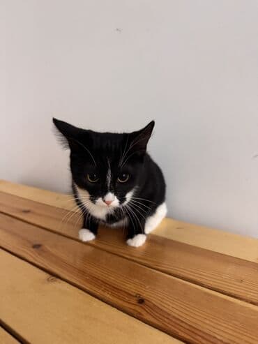 тап аз кошки: Самка, В добрые руки — 8