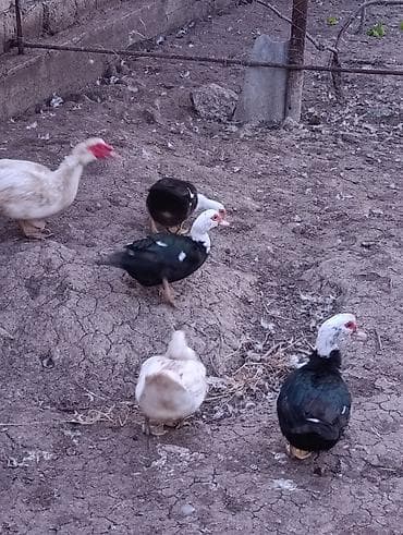 www.toyuq ve cuce yem qablari: Əlaqə üçün vatsapa yazın lal yerli Pekin ördəklər. Erkəkli dişili 210 — 2