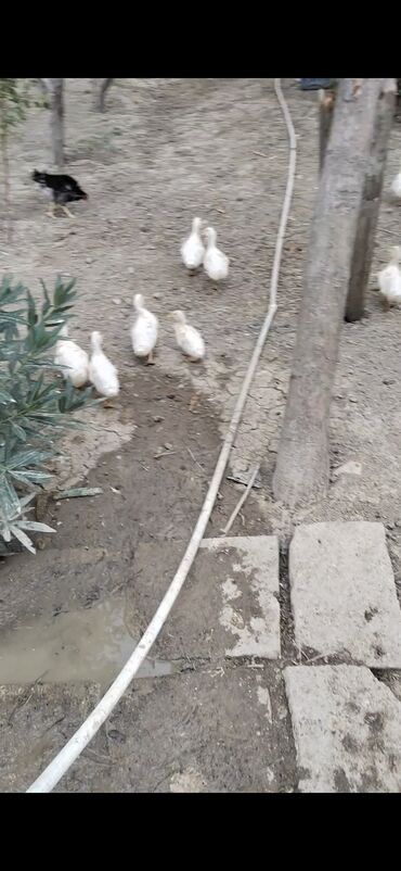 enzo шампунь отзывы: Toyuq, Damazlıq — 6