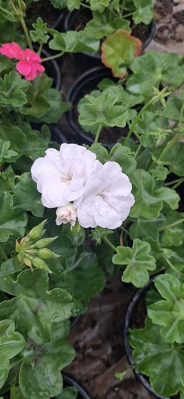 gül rəsmi: Geran gülləri dipçəkdə. 4 fəsil yaşıl qalan üzərində daimi gülü olur — 8