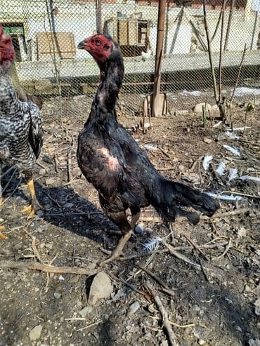 Salam Heyratı beçə 80 Heyratı sarıfete Fotoşəkillər Samsung Galaxy A7 — 10