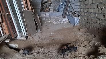 arpa bugda satisi: Salam Her kese Temiz Belçika Malinoas balalari satilir 2 side xidmeti — 4