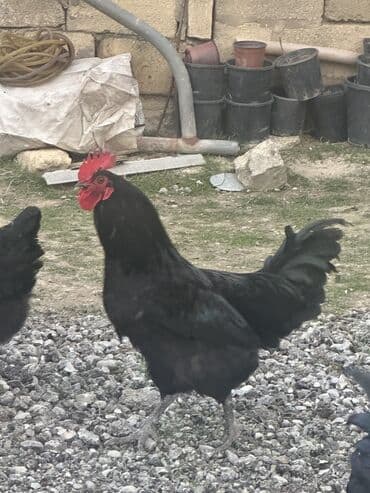 brama toyuq: Toyuq, Australorp, Damazlıq, Ödənişli çatdırılma — 6