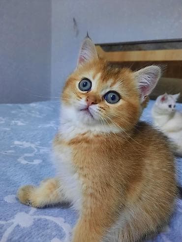 Britan və Pers tipli pişik balaları - Cins: Şəkillərdə qızılı rəngdə