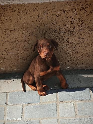 Quşlar: Saf qanlı balaca it balası – şokolad rəngli, qara-qəhvəyi tünd — 1