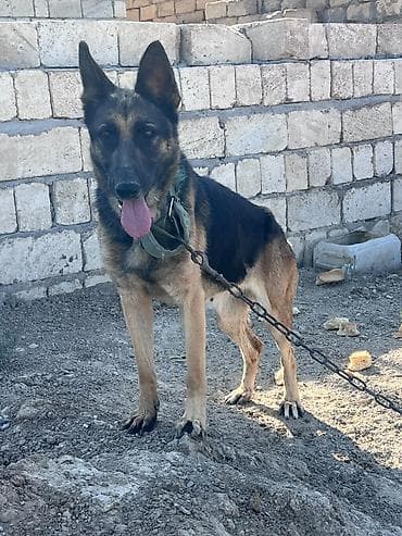 balaca it cinsi: Alman çoban iti, 1 il, Dişi, Peyvəndli, Ünvandan götürmə — 5