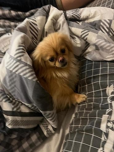 Pekines, 1 il, Dişi, Peyvəndli, Ödənişli çatdırılma lalafo.az -da Pekines, 1 il, Dişi, Peyvəndli, Ödənişli çatdırılma