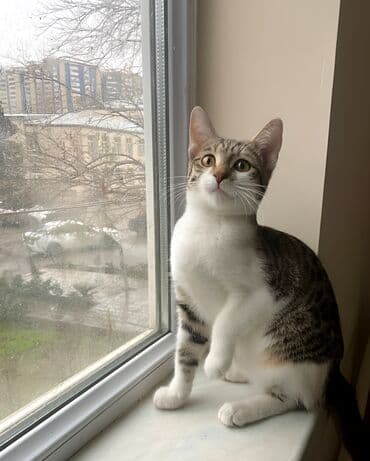 ev iti satilir: Dişi, Yaxşı əllərə — 8