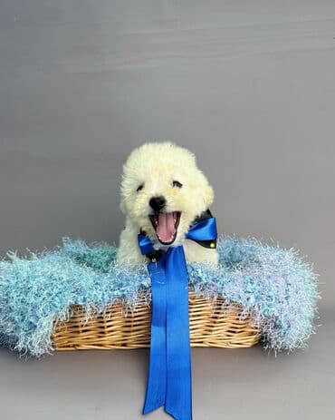 ən gözəl it adları: Bişon Frize — 6