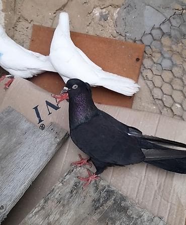 takla goyercin: 3 cu 20 manat 3 de erkeydi 12 12 13 tukduler tutulmadi — 4