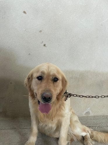 gəlincik heyvan: Retriever, Erkek — 2