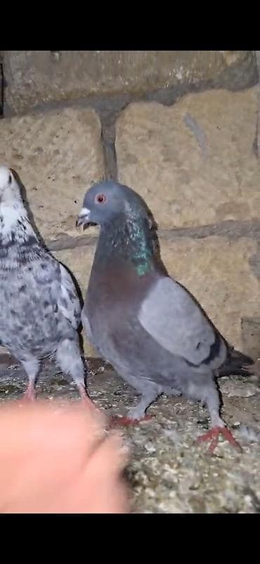 Tutuquşları: Salam. görvlər bakidədi cut satlər ucşna cavdehəm 2 sində — 2