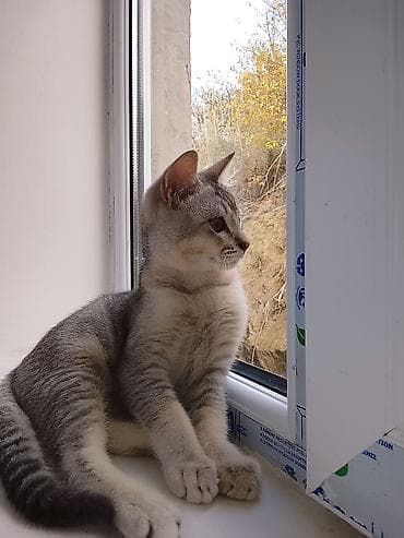 azərbaycanca pişik adları: Erkək — 8