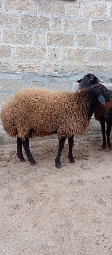 at satırı: Salam ünvan Bakıin maştağa kendi obşi 5 baş heyvanlar 1 baş ana-bala — 5