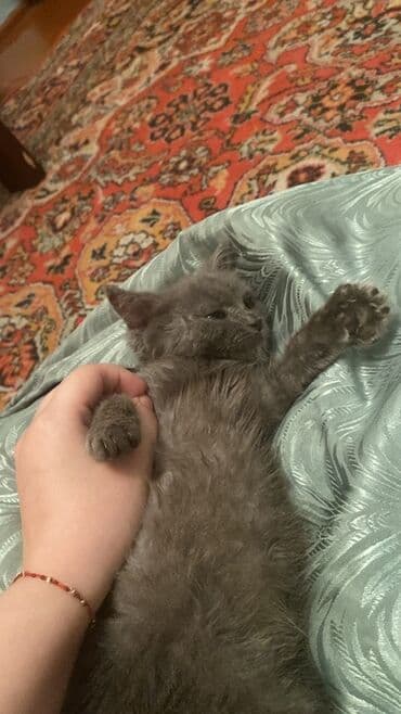 объявление про котят в баку: Самец, В добрые руки — 2