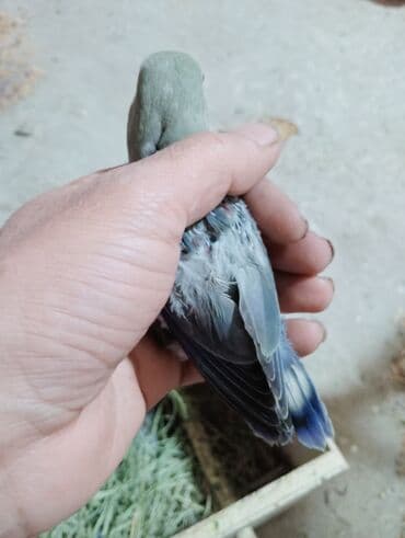 неразлучник: Bala veren cütler.Yuvaas bala al Tam sağlam quşlardı.Üiymət cütünə — 3