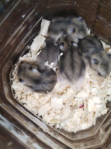 Çunqarik. Cırtdan hamsterlər