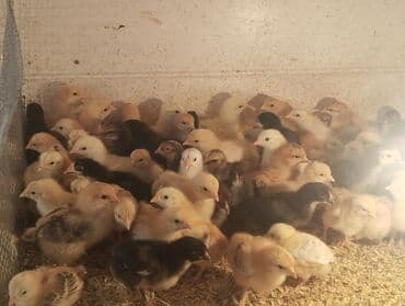 hinduska balasi satilir: Toyuq cücələri, Damazlıq, Ünvandan götürmə, Pulsuz çatdırılma, Ödənişli çatdırılma — 5