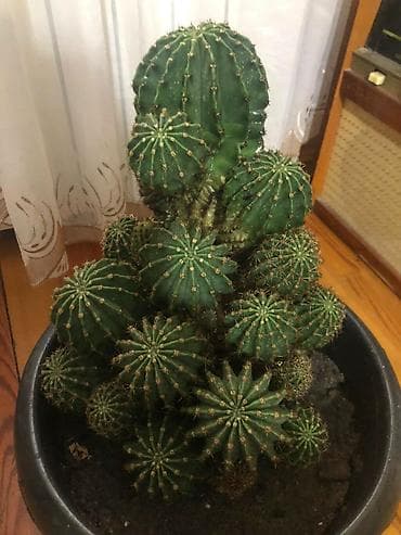 dekorativ agac: Çoxbaşlı ev kaktusu – Echinopsis/echinocereus tipli topcuq formalı — 1