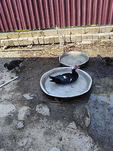 derzi quşu: Diri çəki ilə də satilir kəsilmisdə satilir kilosu 15azn — 6