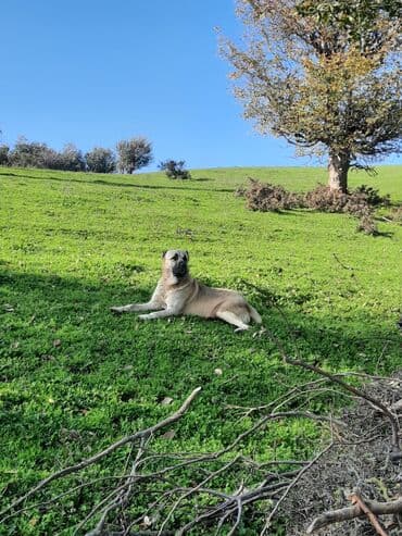 ari mumu satilir: Kanqal — 2