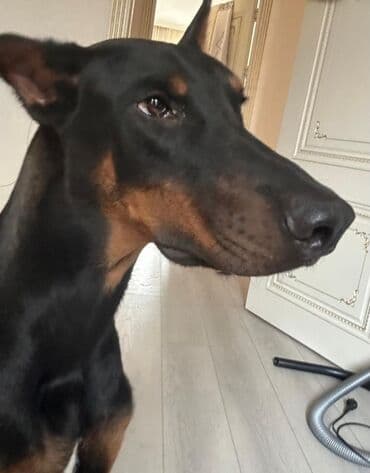 доберман купить: Doberman, Erkek — 2