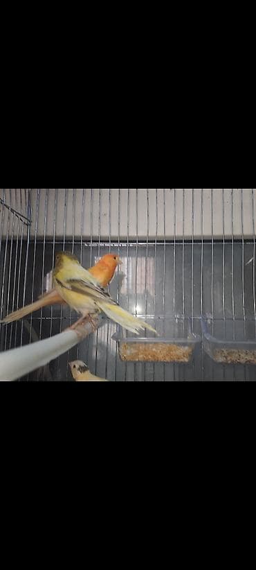 pisik ucun yuva: Hazir cut bulbuller Erkeysuperoxuyur. maya yene yuva qizdirir 2defe — 3