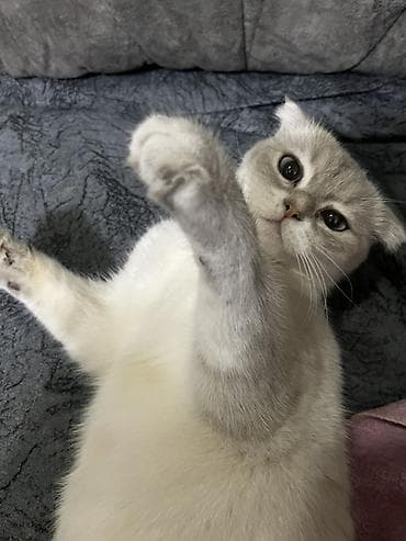 Heyvanlar: Şotland, Dişi, Yaxşı əllərə, Ünvandan götürmə — 3