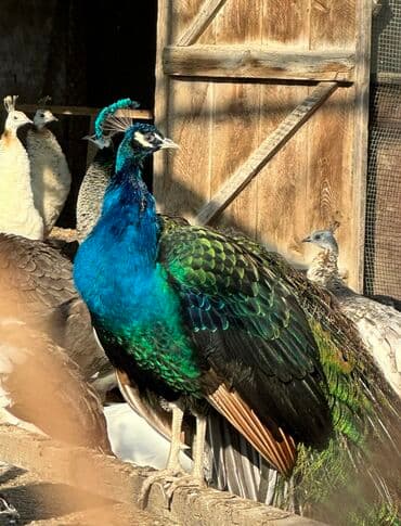 Salam. Müxtəlif növ tovuz quşular var. 1 yaşdan 4 yaşınadək tovuz lalafo.az -da Salam. Müxtəlif növ tovuz quşular var. 1 yaşdan 4 yaşınadək tovuz