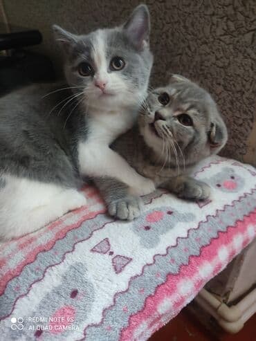 Bıçaqlar: Şotland, Dişi, Ünvandan götürmə — 2