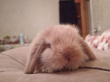 mini spic: Mini lop dovsan 1 ayliq peyvend olunub 20 Azn elave Ustunde orqanik — 3