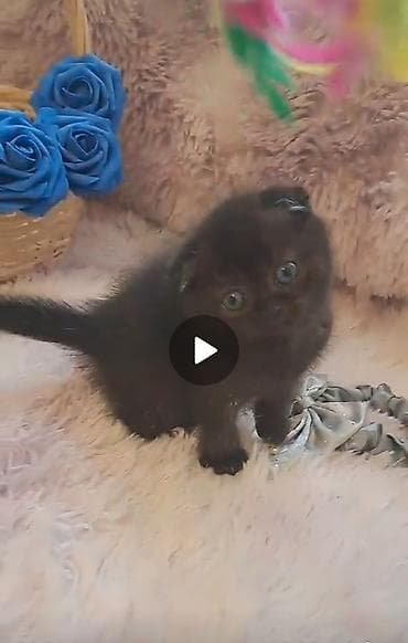 Şotland yastı qulaq, Erkək