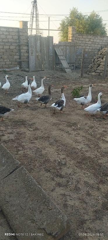 qu qazı: Qaz sürüsü – yerli - Növ: ev qazı, yerli qarışıq cinslər - Rənglər — 9