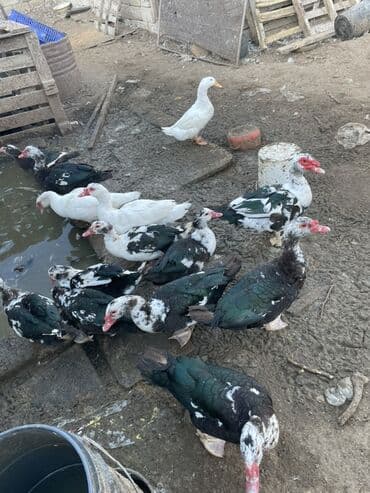 Mövcud məhsul: ördəklər (muskoviy/indo-ördəklər və ağ evcil ördəklər)