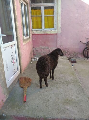 qurbanliq qoyunlar: Erkey quzu - Rəng: tam qara - Yun: sıx, qıvrım quruluşlu; əl — 3