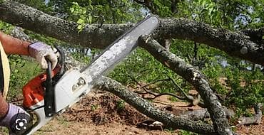 plastik kapi pencere: Ağac kesmek budamaq işləri görülür.🪚 Kotukleri səliqəli dogramaq qol — 7