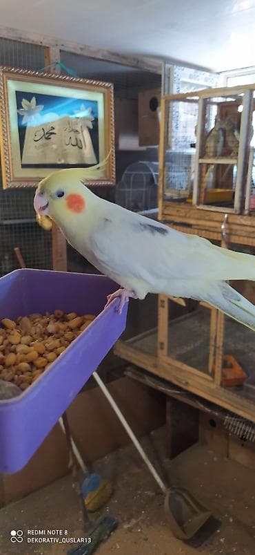 balaca danalar: Salam bayram endirimlərindən istifadə edə bilərsiniz — 6