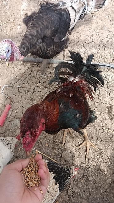 Xoruz, il: 2, Ünvandan götürmə — 1